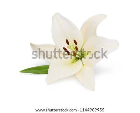 Beautifult lily flower isolated on white background. Saving clipping paths.