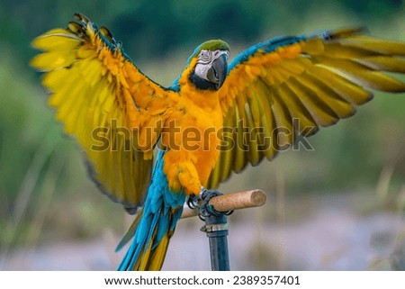 Beautifut bird Blue-and-yellow Macaw (Ara ararauna) relax on branch.