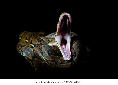 Beautifuyl Reticulated Baby Python snake - Shutterstock ID 1956054505