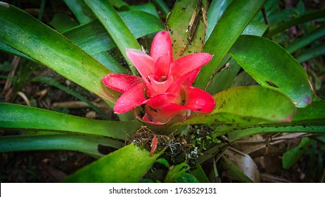 Beautifyl Bromeliad Plant With Flower In Tropical Rainforest