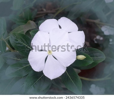 Beautigful green leaves between,white Periwinkle flowers are beautiful to look at. It is a luxury in the spring garden. Periwinkles of different colors are very beautiful to look at.