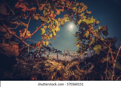 Beautiiful vineyard landscape in the moonlight. Night time. Autumn time, ready for harvest and production of wine