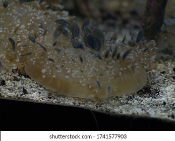 A Beautiufl Cassiopeia Xamachana Or Mangrove Jellyfish