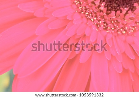 beautiul pink flower bakround