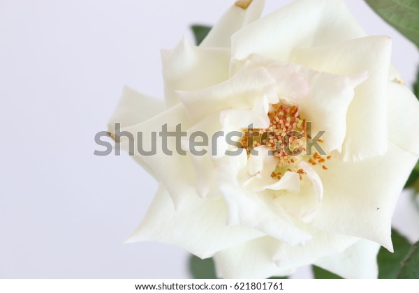 Beautiyful White Rose Green Leave On Stock Photo Edit Now 621801761