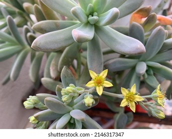 Beautuful sacculent mother-of-pearl-plant flowering - Graptopetalum paraguayense is a species of succulent plant in the jade plant family, Crassulaceae, that is native to Tamaulipas, Mexico. - Shutterstock ID 2146317347