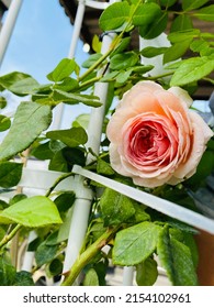 The Beauty Of Abraham Darby Rose