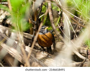 Beauty American Robin Bird Photo Taken On Deer Lake Park