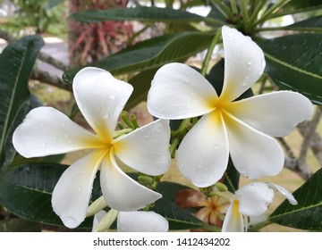 Beauty Apocynaceae Flowers Stock Photo 1412434202 | Shutterstock