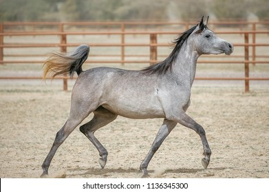 The Beauty Of Arabian Horses