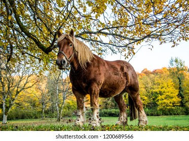 The Beauty Of The Ardennes Horse