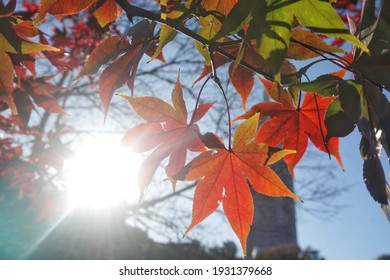 アメリカハナノキ Images Stock Photos Vectors Shutterstock