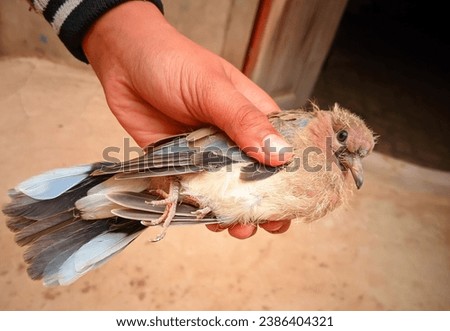 The beauty of a baby dove, holding a dove bird in hand