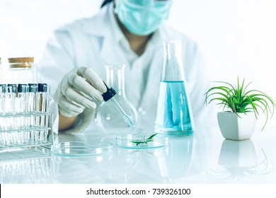 Beauty background, scientist is sampling a chemical extract from organic natural, research and develop background,  Scientific concept is sample project about herbal medicine for health & beauty care.