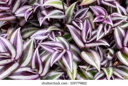 Beauty Background Of Wandering Jew Plant