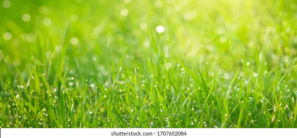 Beauty backgrounds with foliage, green grass, dew drops and bokeh, banner with copy space - Powered by Shutterstock