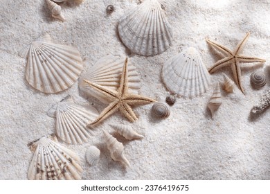 the beauty of the beach, white sand, starfish, coral reefs and some beautiful snail shells - Powered by Shutterstock