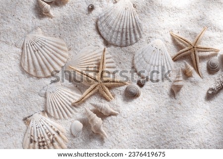 the beauty of the beach, white sand, starfish, coral reefs and some beautiful snail shells