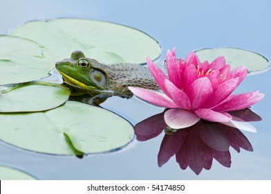 Beauty and the Beast, aka bullfrog lurking by a pink waterlily. - Powered by Shutterstock