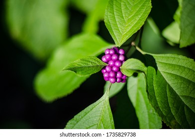 Beauty Berry Plant Florida Native