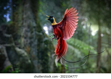 The Beauty the bird paradise    Cendrawasih