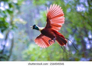 The Beauty of the bird of paradise - Cendrawasih - Shutterstock ID 2164545541