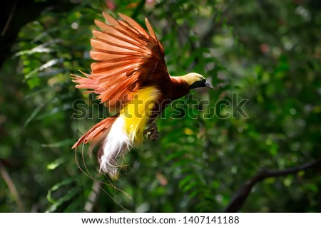 the beauty of the bird of paradise - cendrawasih