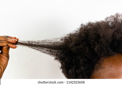Beauty black African American woman pulling her hair with her fingers to show shrinkage, texture, length and growth of natural kinky curly African hair