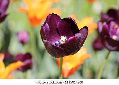 The beauty of the black tulip