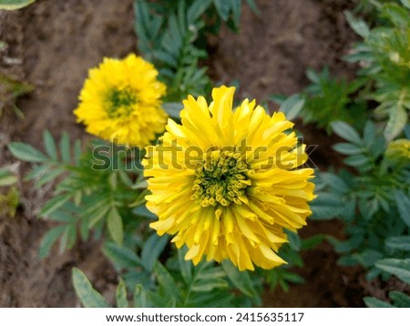 Beauty of blooming beautiful yellow flowers in bright 