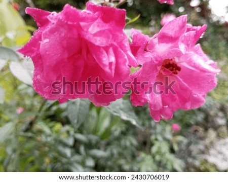 beauty of blooming roses during rainy day
