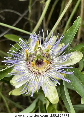 Image, Stock Photo Strange twins flowers