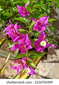 The Beauty Of The Bougainvillea Flower Which Is Famous Almost All Over The World