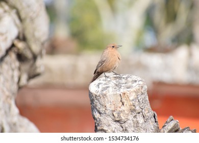 Beauty Of A Brown Rock Chat