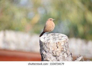 Beauty Of A Brown Rock Chat