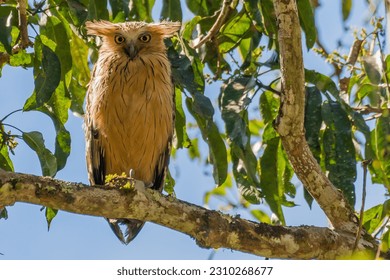 The beauty of Buffy Fish Owl which a bird migrating that lives in Khao Yai National Park in Thailand - Powered by Shutterstock