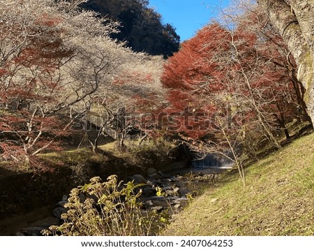 The beauty of cherry blosson and momiji together in japan