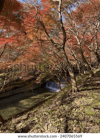 The beauty of the cherry blosson and momiji together in Japan.