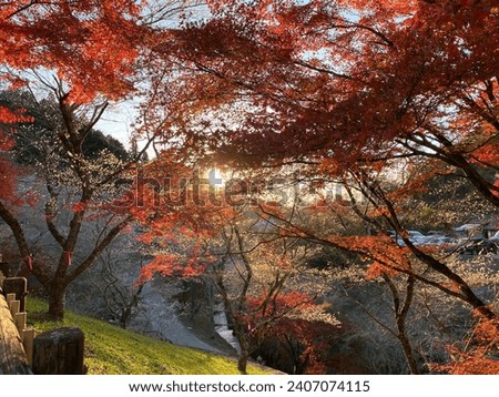 The beauty of the cherry blosson and momiji together in Japan 