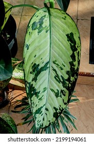 The Beauty Of Chinese Evergreen Plant Leaf