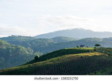 Beauty Coffee Farm In The Fog Valley With Magic Light And Green Hills At Sunrise