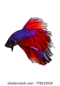 beauty colorful Betta fish tail of Siamese fighting fish isolated on white background