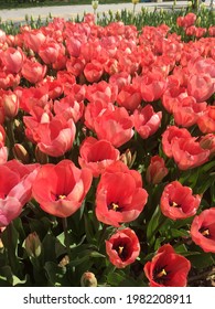 Beauty Colorful Tulips In Green Tulipmania (tulipomania )