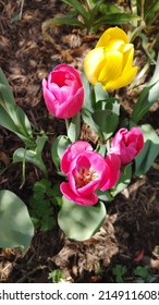 The beauty of colorful tulips in our flower beds.