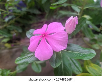 The Beauty Of Cora Strawberry Vincas Flowers Blooming In The Garden