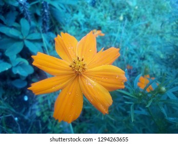 Unduh 640+ Background Bunga Cosmos Gratis Terbaik
