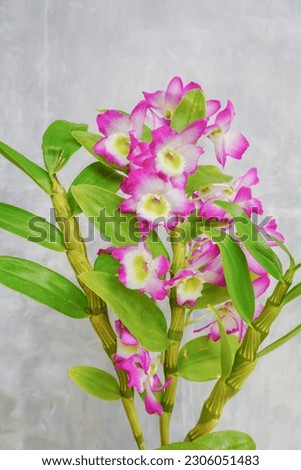 The beauty of the dendrobium nobile orchid with a very dazzling blend of pink and white
