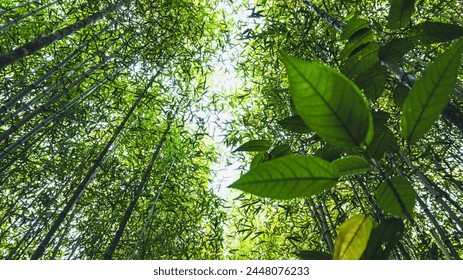 beauty of a dense bamboo forest. Tall, slender bamboo stalks reach skyward, their green leaves filtering the sunlight to create a dappled light path on the forest floor. - Powered by Shutterstock