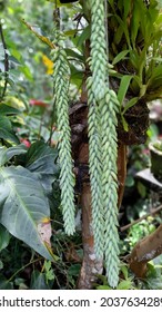 The Beauty Of The Donkey Tail Plant