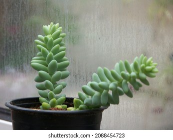 The Beauty Of The Donkey Tail Plant